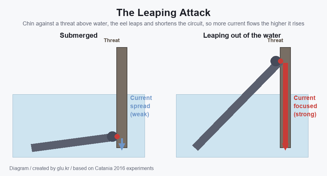 A diagram comparing a submerged electric eel with one leaping out of the water pressing its chin against a threat