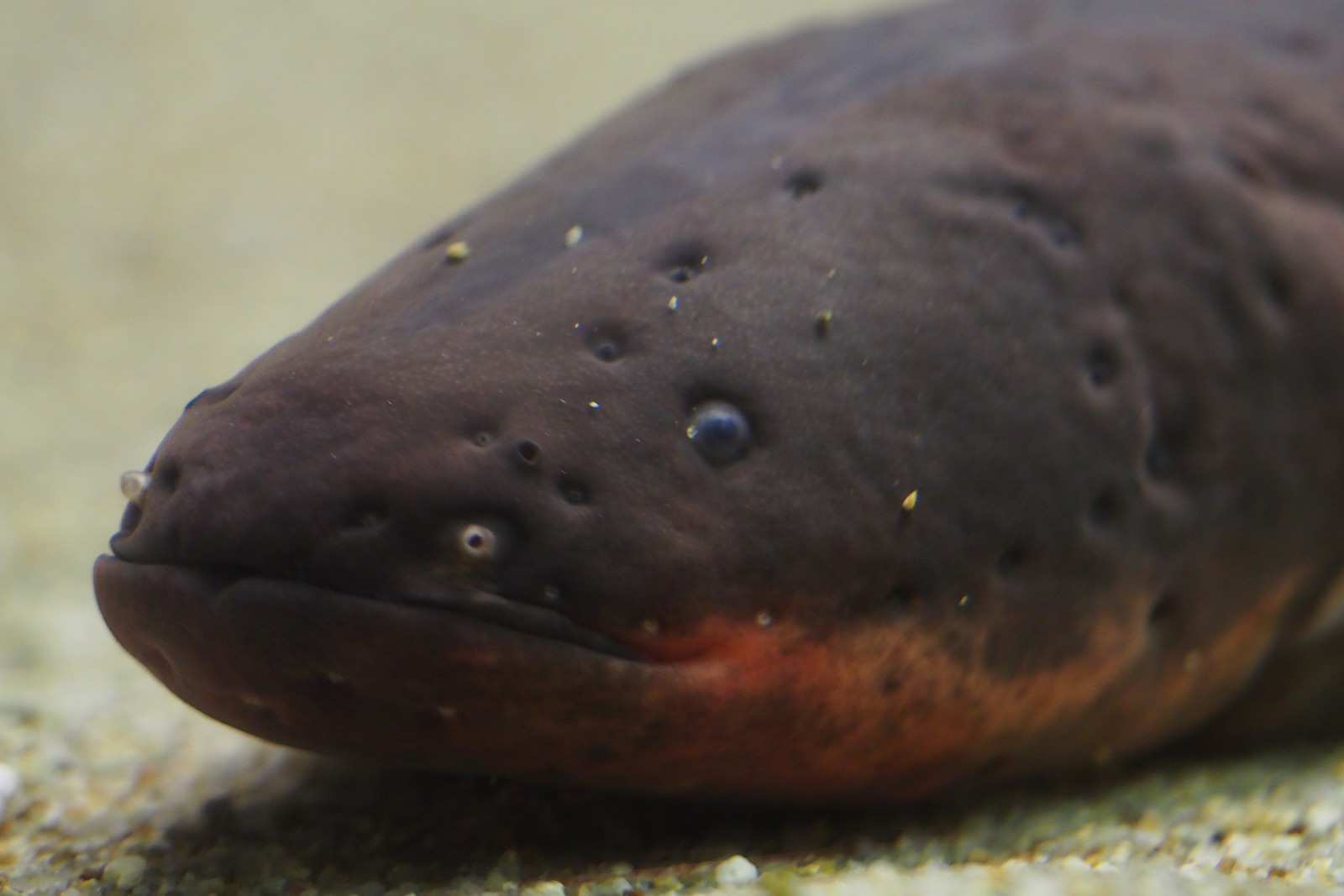 A close-up photo of an electric eel head and front section, with small eyes and smooth skin