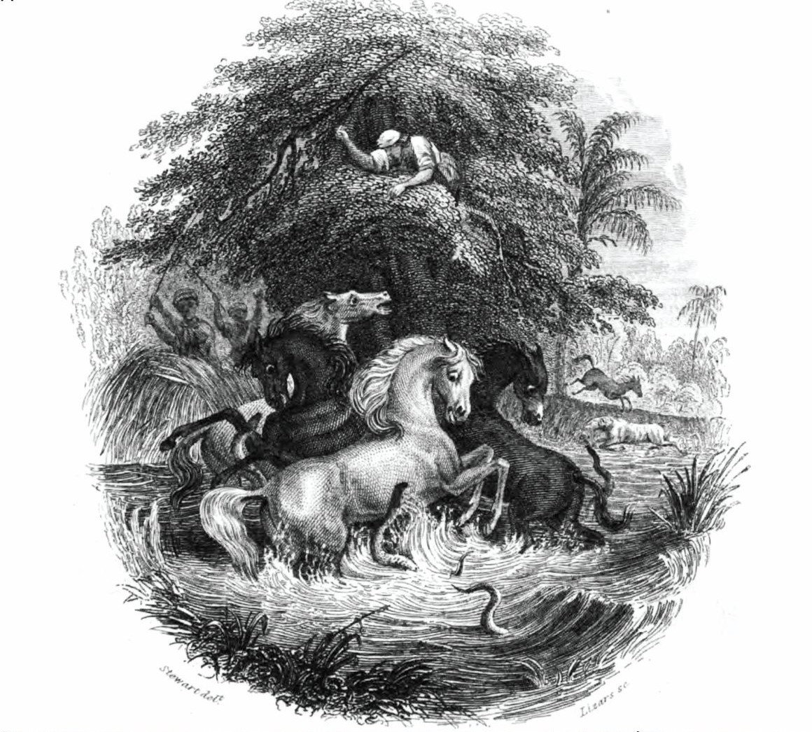 A black-and-white engraving depicting horses struggling in water among electric eels