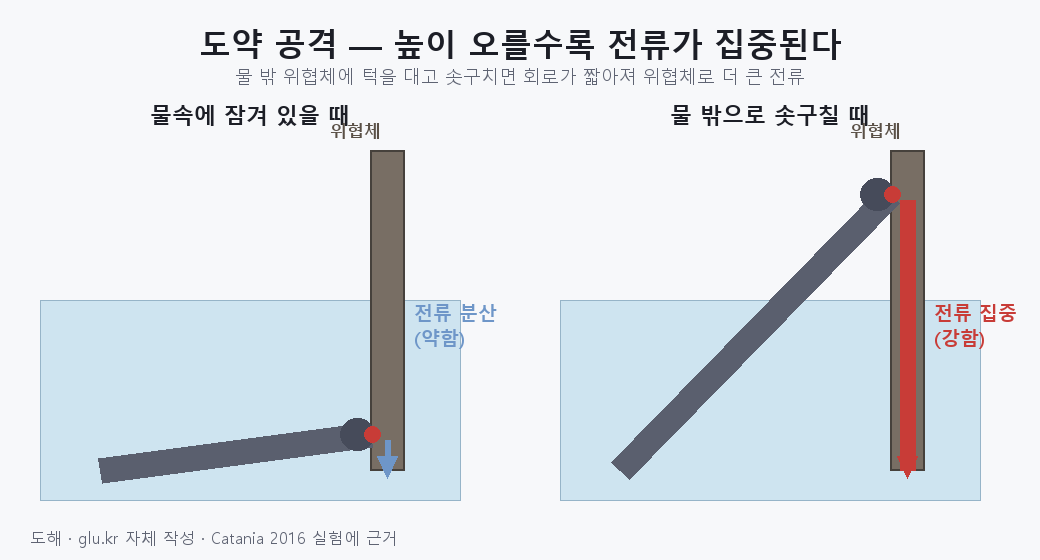 A diagram comparing a submerged electric eel with one leaping out of the water pressing its chin against a threat