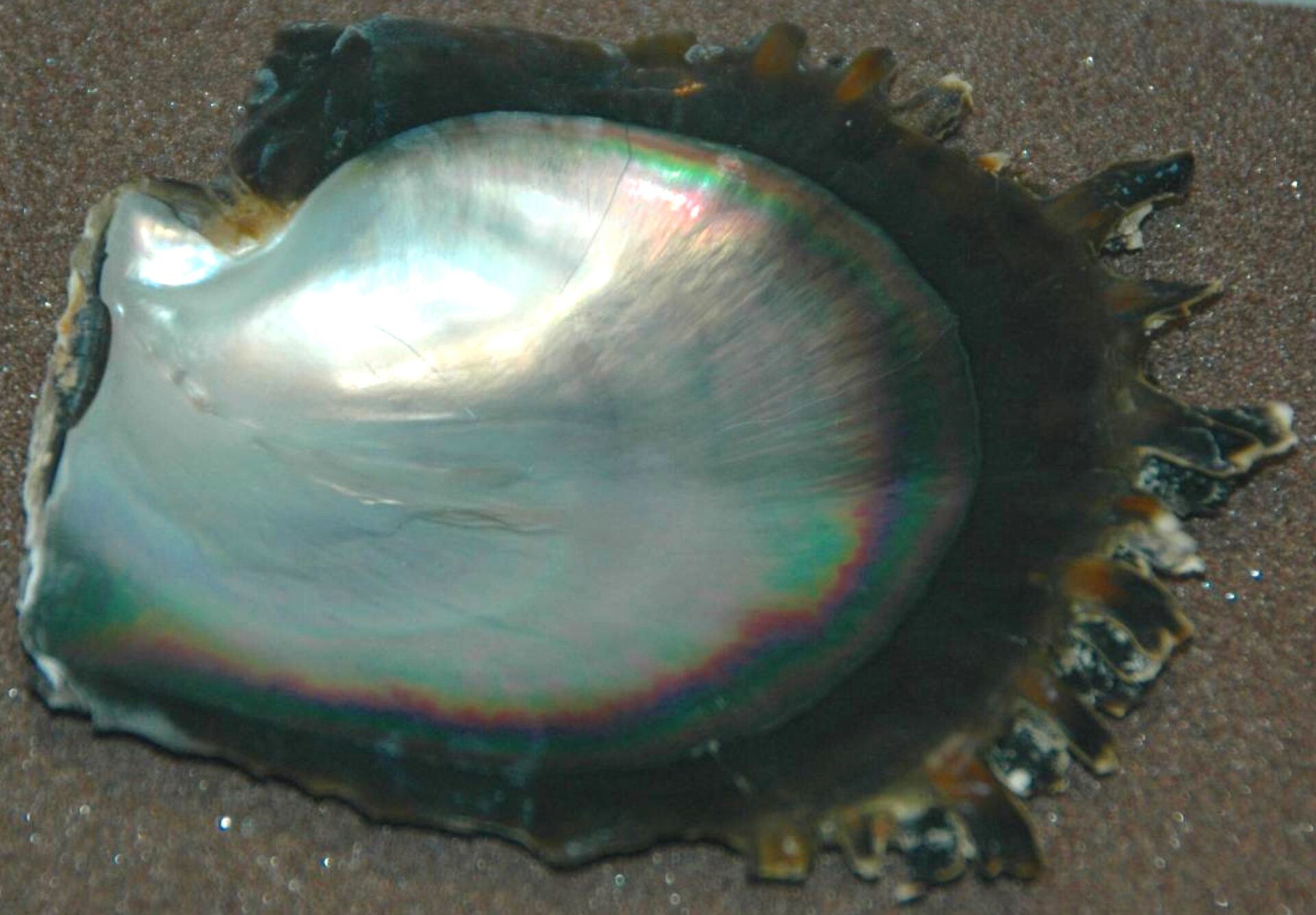 Interior of a pearl oyster (black-lipped pearl oyster) shell showing iridescent nacre - the reflected color shifts with viewing angle