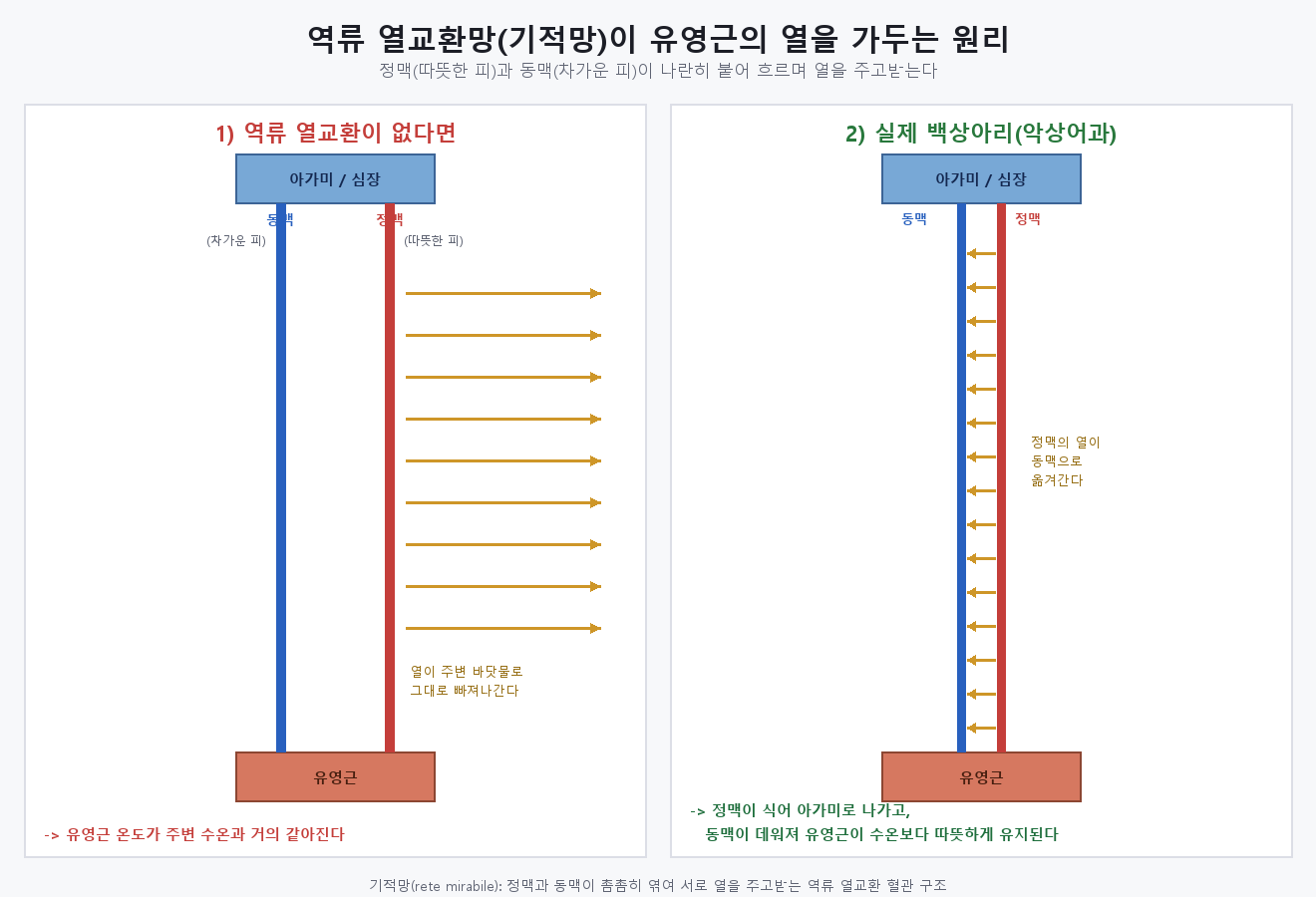 정맥혈의 열이 동맥혈로 전달되는 원리를 보여주는 역류 열교환 구조 도식