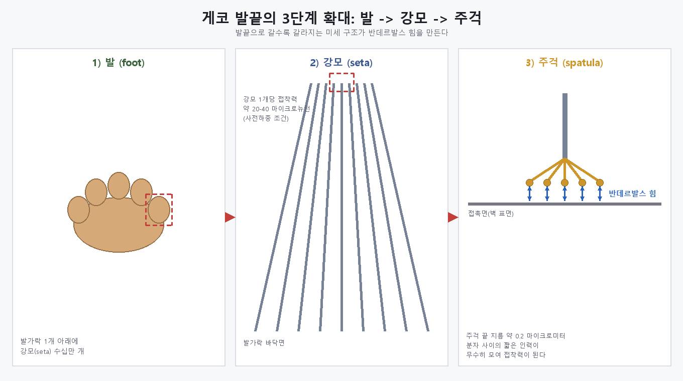 게코 발에서 강모를 거쳐 주걱 구조로 확대되며 반데르발스 힘이 발생하는 원리 도식