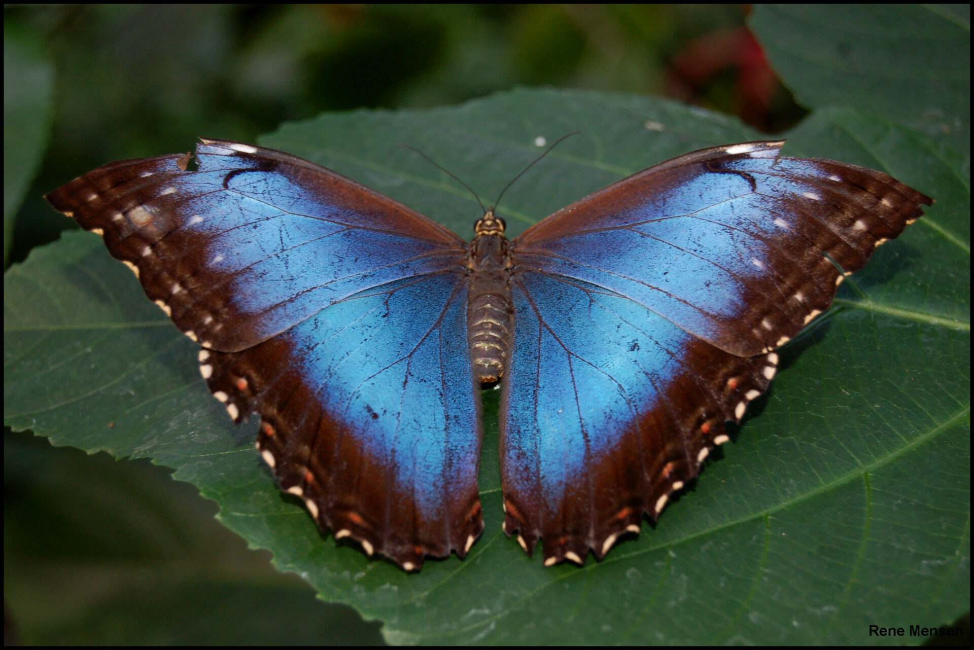 Wings of a Morpho butterfly (Morpho peleides) - producing blue color purely through nanostructure interference, with no pigment involved