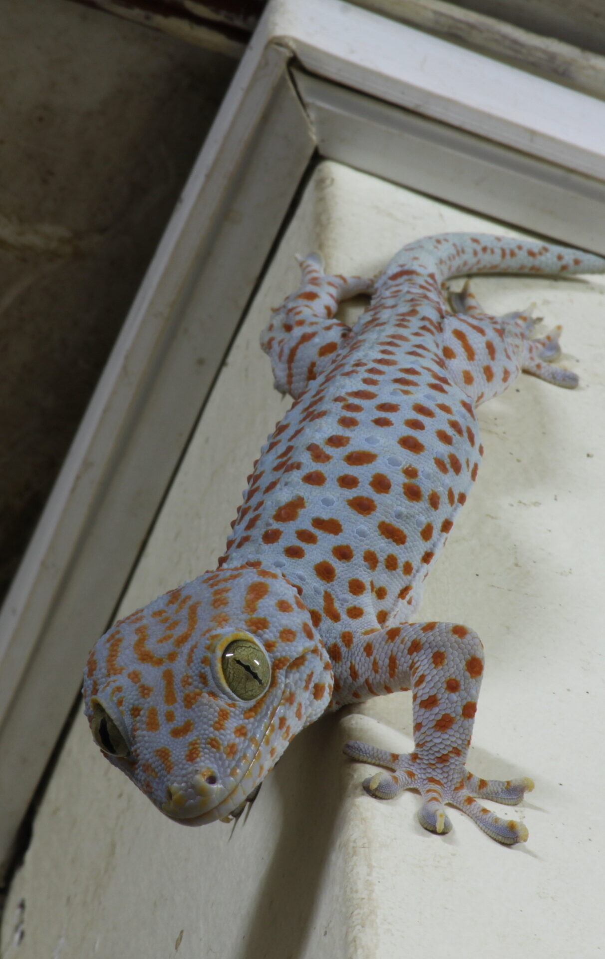 A tokay gecko clinging with its toes to the white wall of a home in southern Vietnam