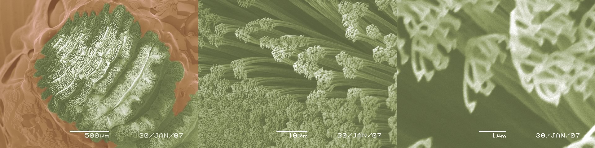 Electron microscope close-up of the bundled seta structure on a gecko's footpad