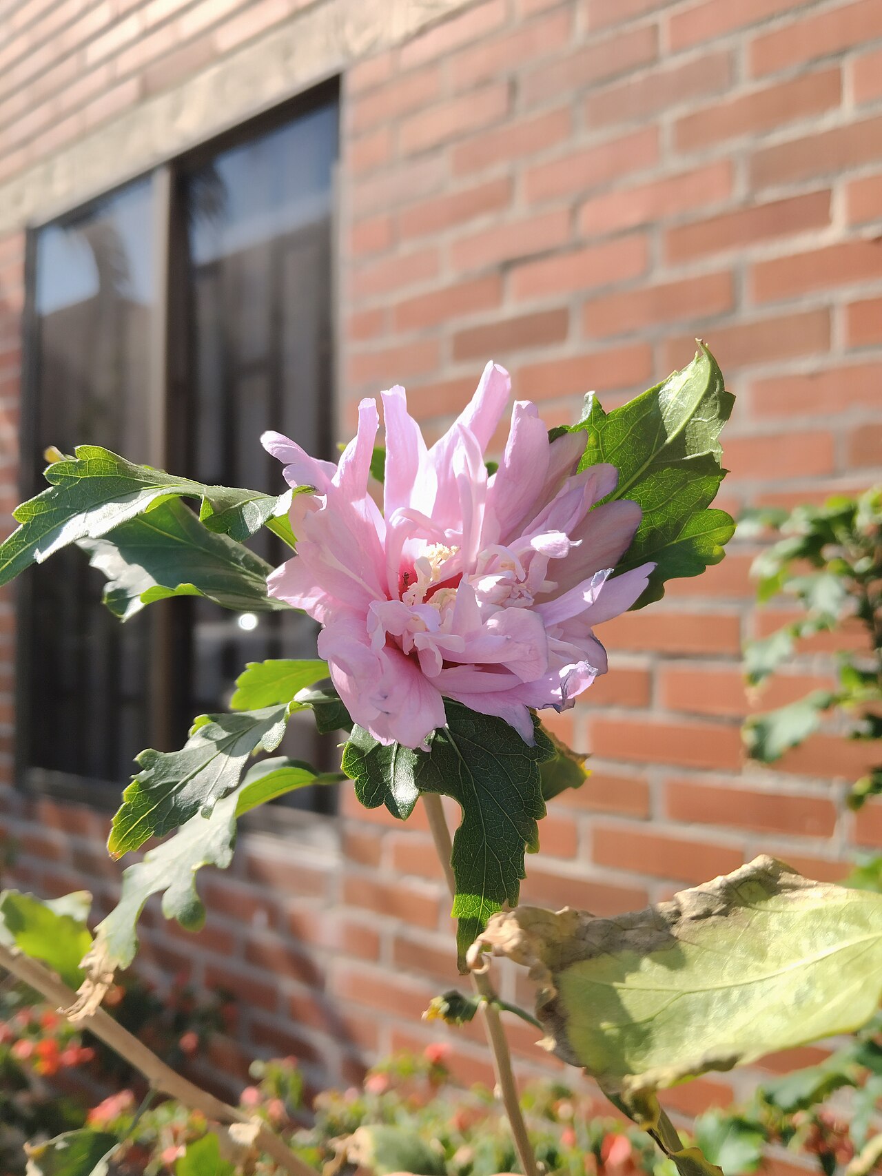A mugunghwa shrub in full bloom