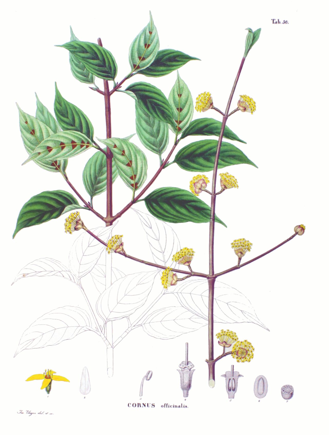 Ripe red fruits of Cornus officinalis