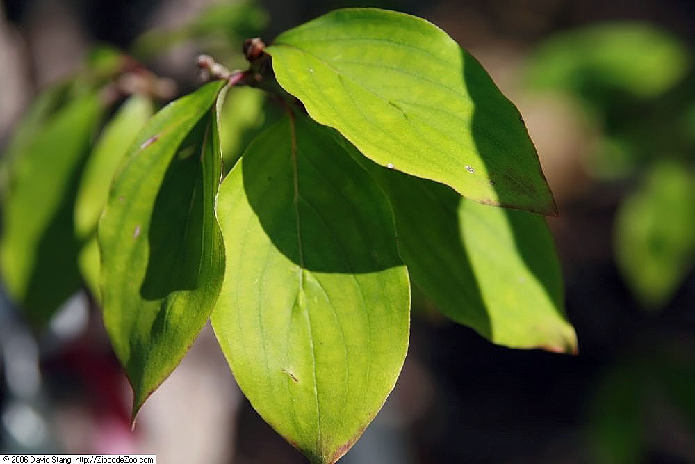 Red oblong fruits of Cornus officinalis hanging on a branch