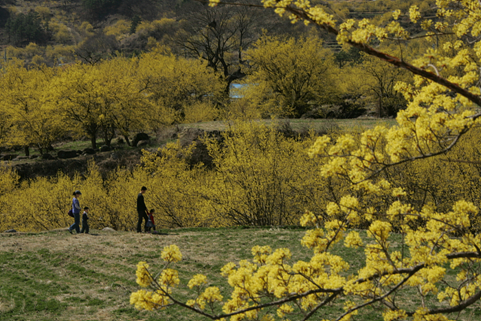 A Cornus officinalis tree covered in yellow blossoms