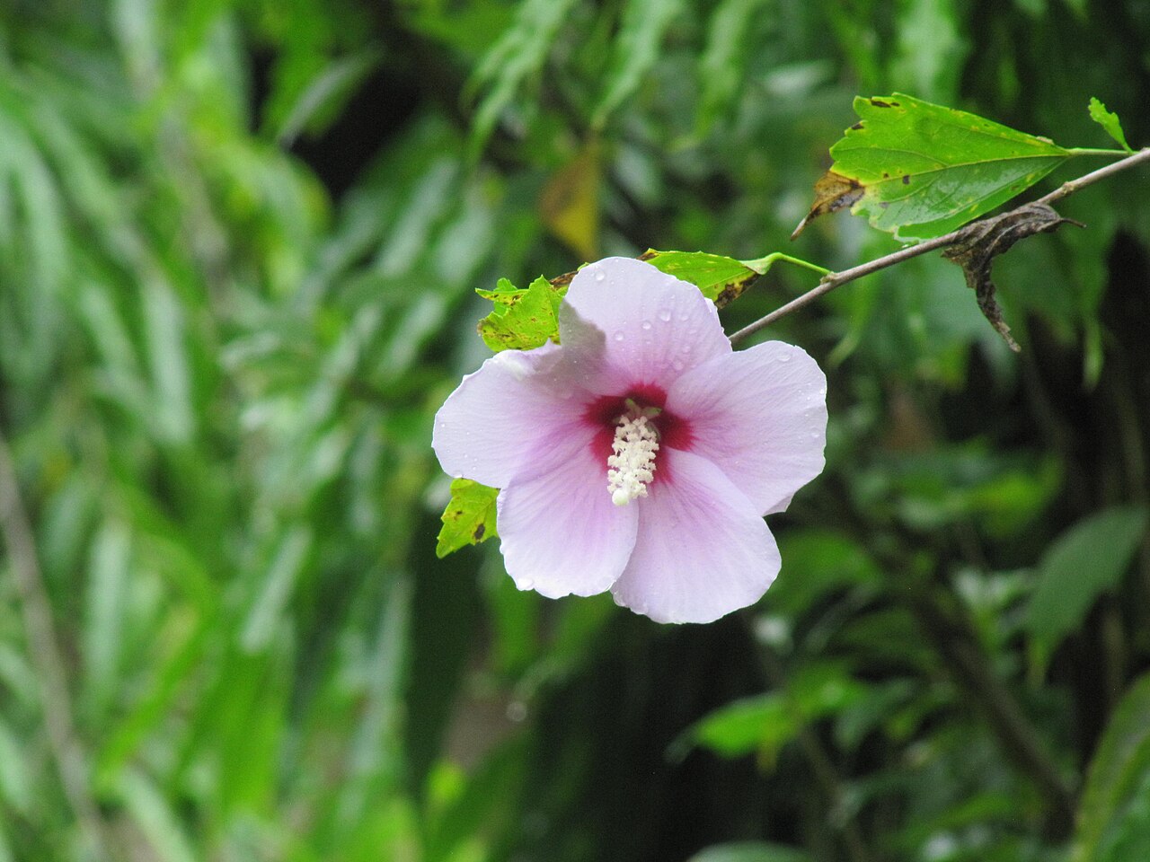 A white Hibiscus syriacus flower with a red center