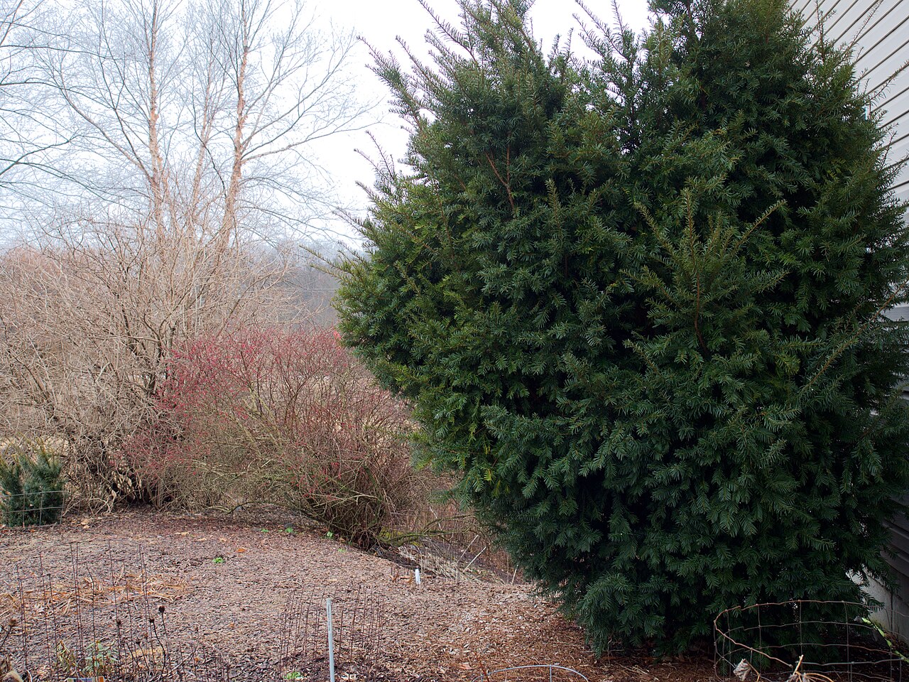 Red cup-shaped arils of Taxus cuspidata each enclosing a seed