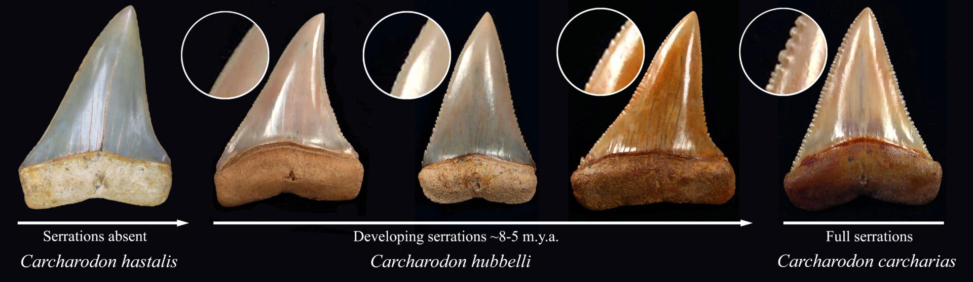A comparison of fossil teeth arranged from unserrated to fully serrated great white shark teeth