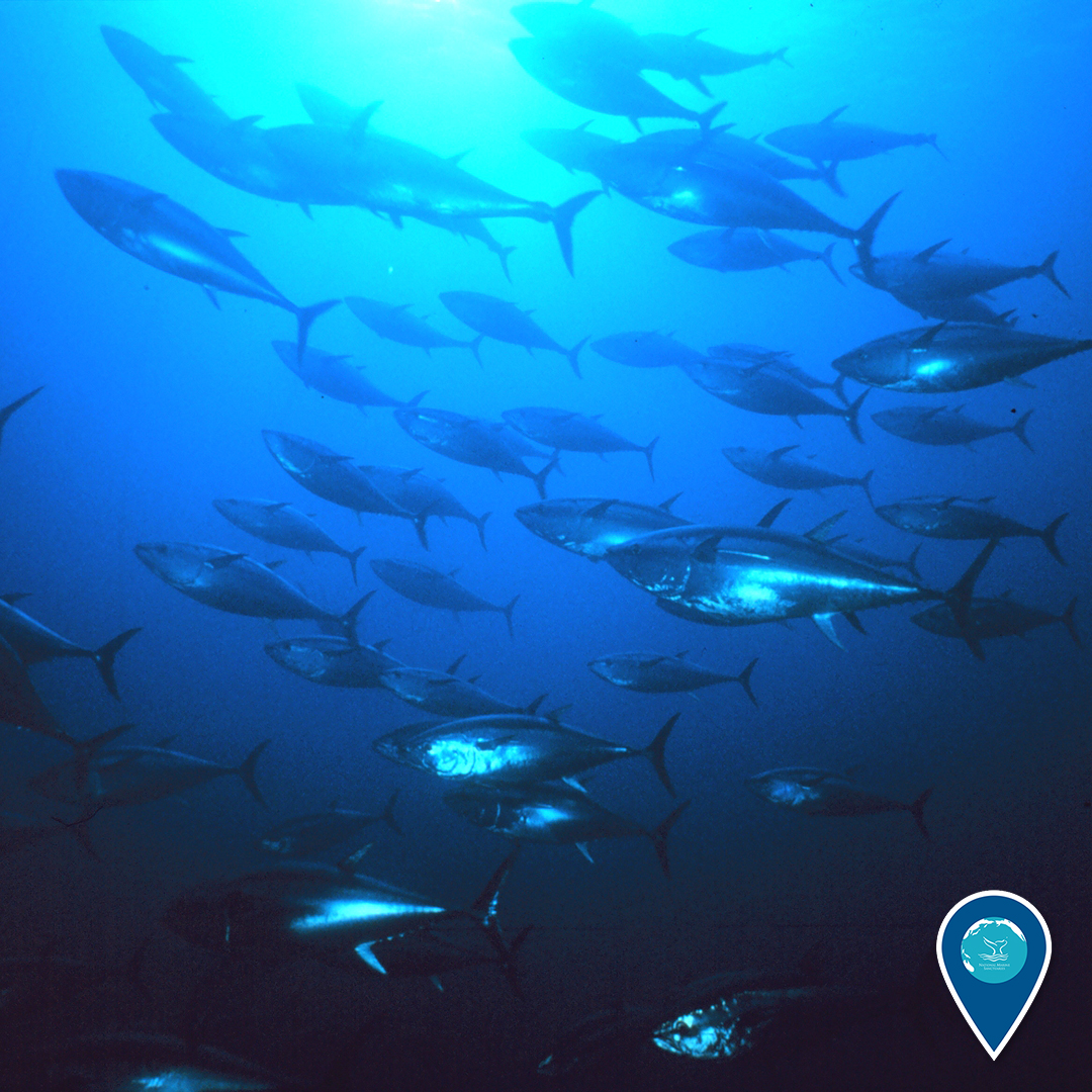 A school of Atlantic bluefin tuna swimming in the Greater Farallones National Marine Sanctuary