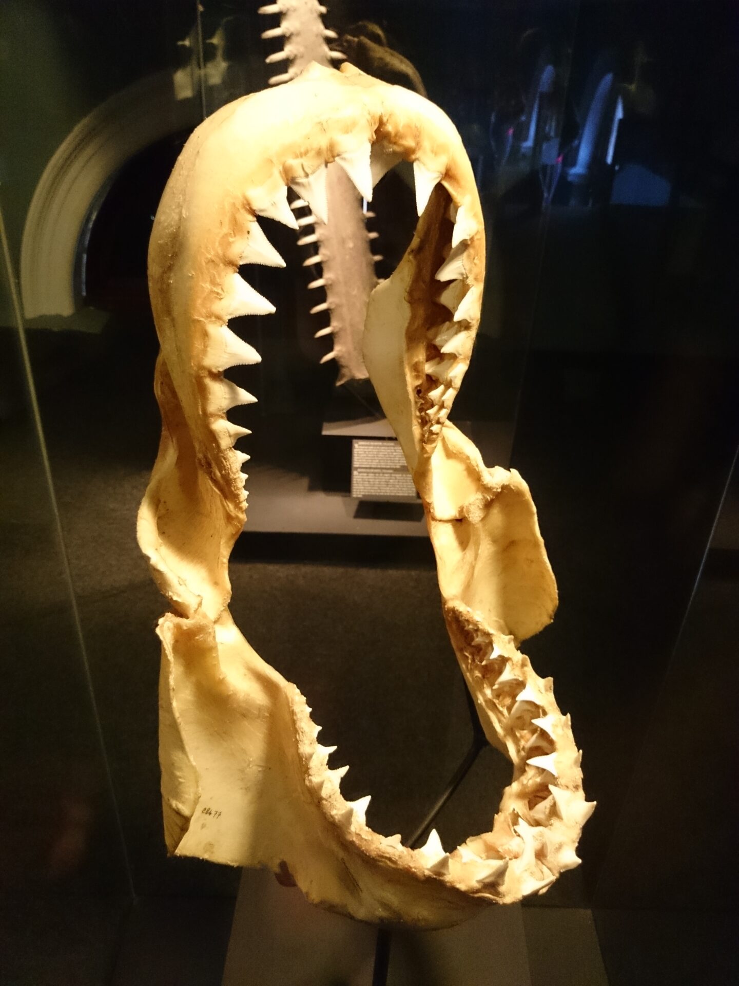 A great white shark jaw specimen showing multiple rows of serrated teeth