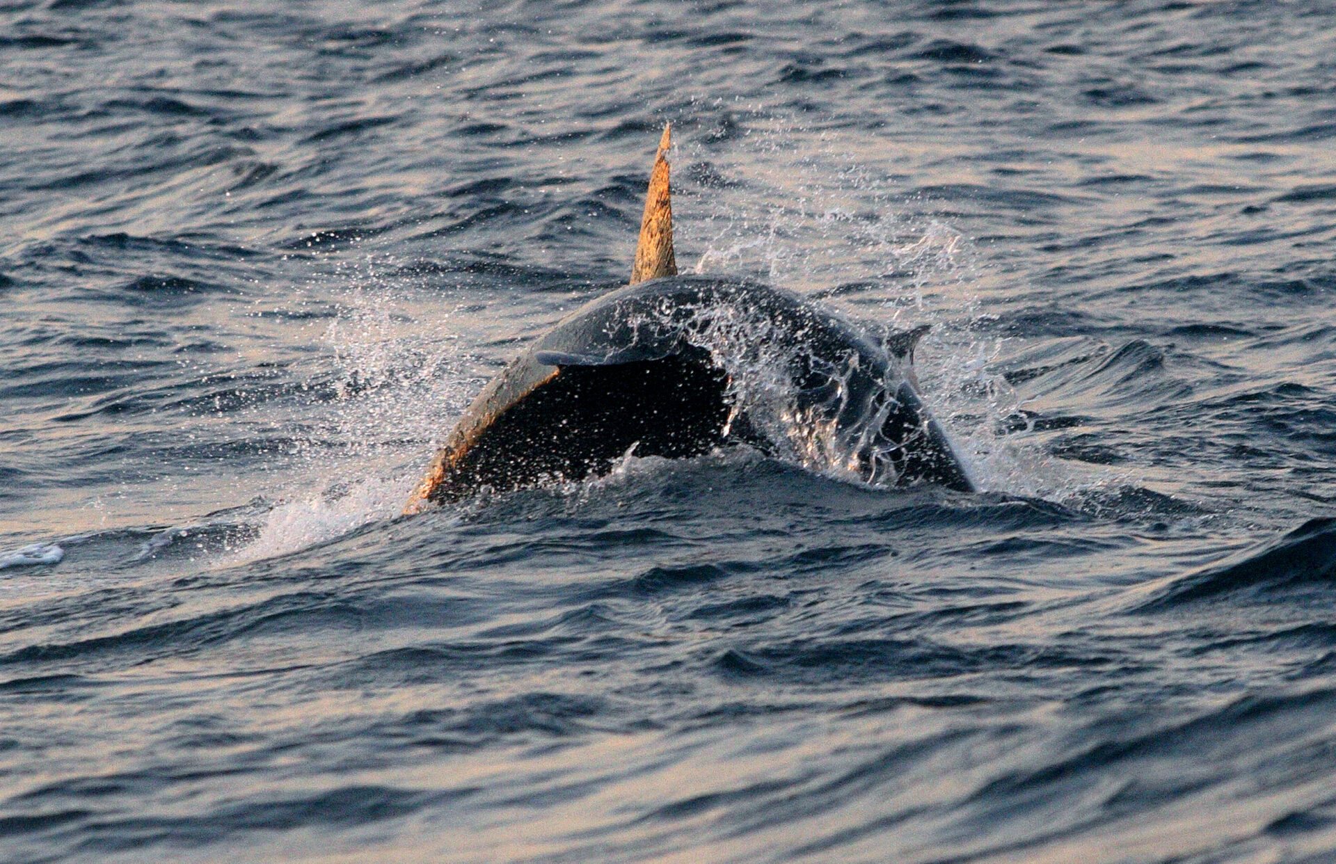 A great white shark breaching the surface in False Bay, South Africa