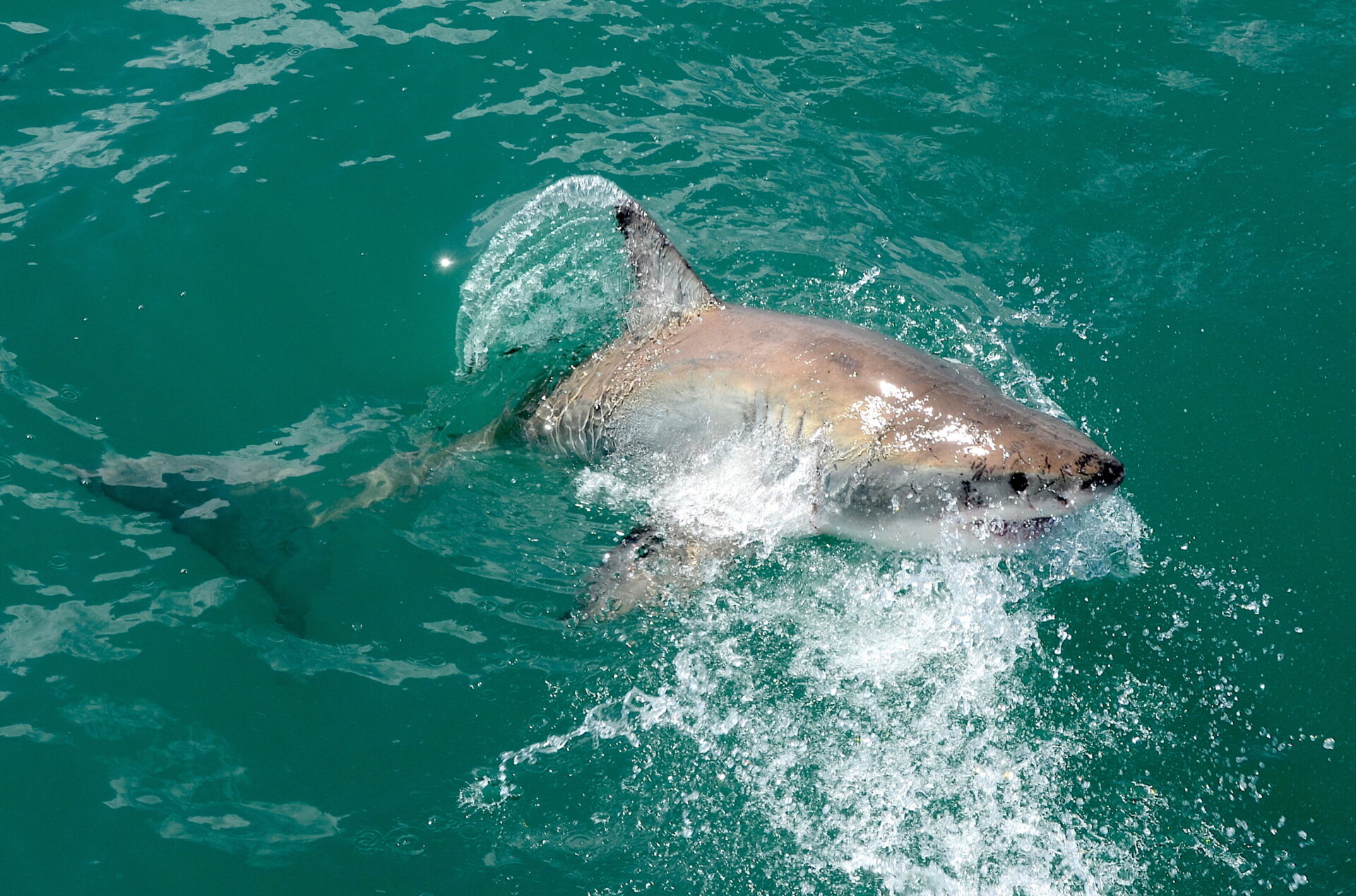 A great white shark with its head raised above the water off Gansbaai, South Africa