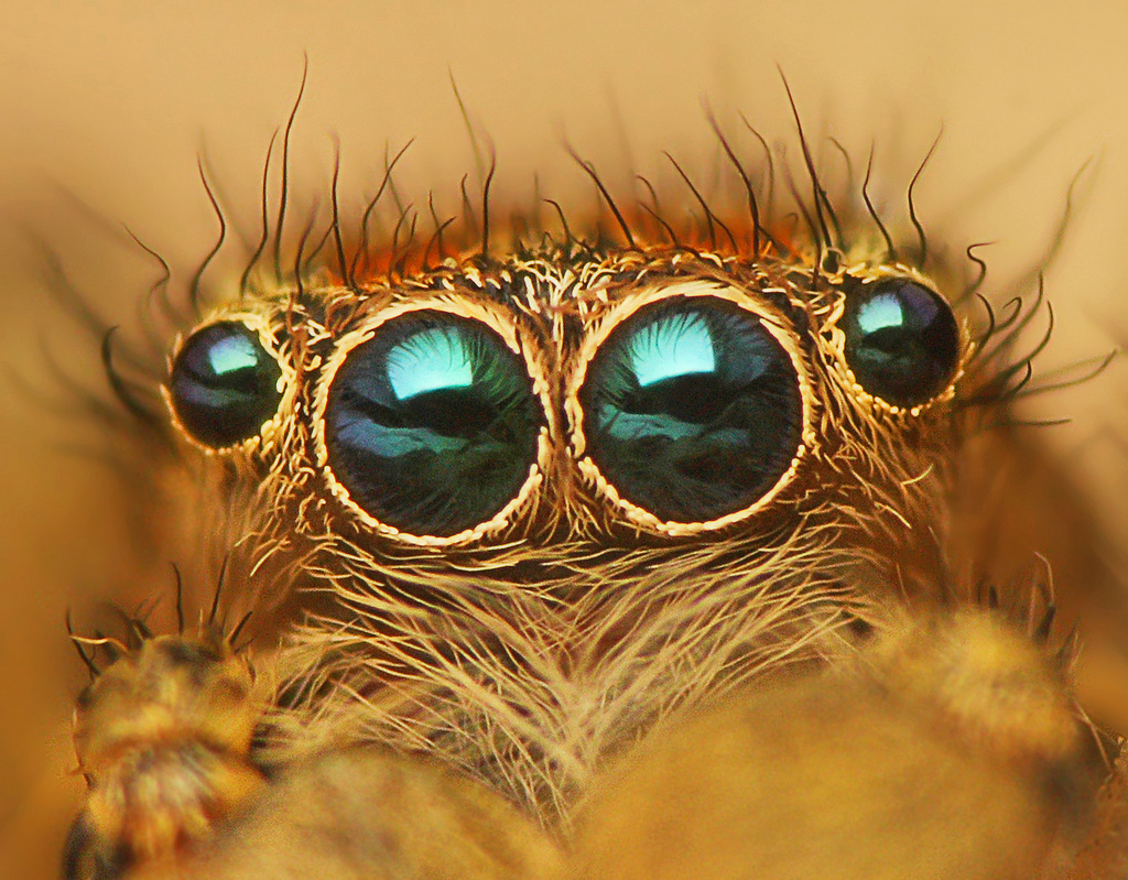Extreme close-up of a jumping spider's face. Two large, glossy teal principal eyes fill most of the frame.
