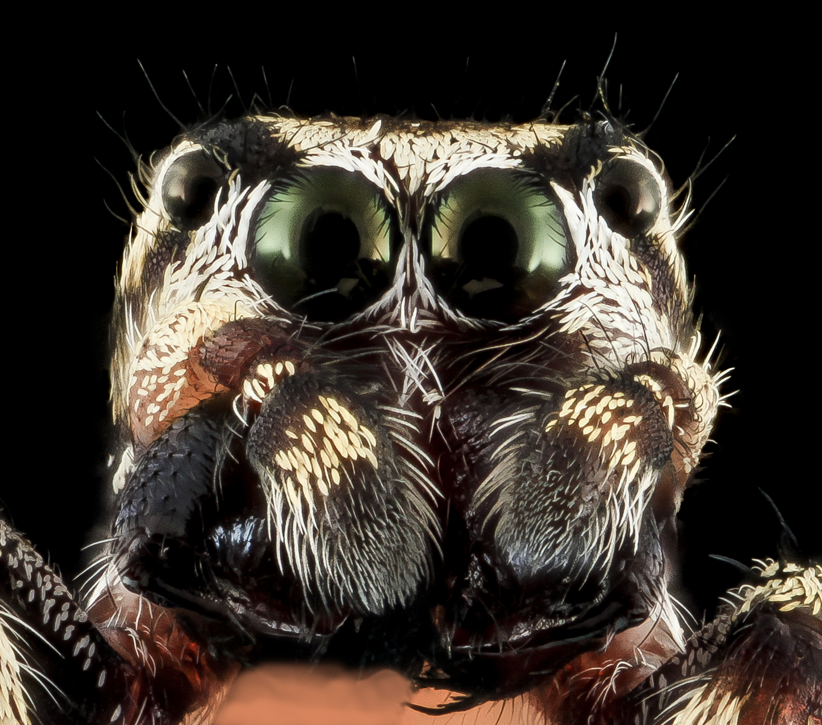 A macro photo of another jumping spider species' face, captured sharply using focus stacking. Grayish-brown hairs and large eyes stand out clearly against a black background.