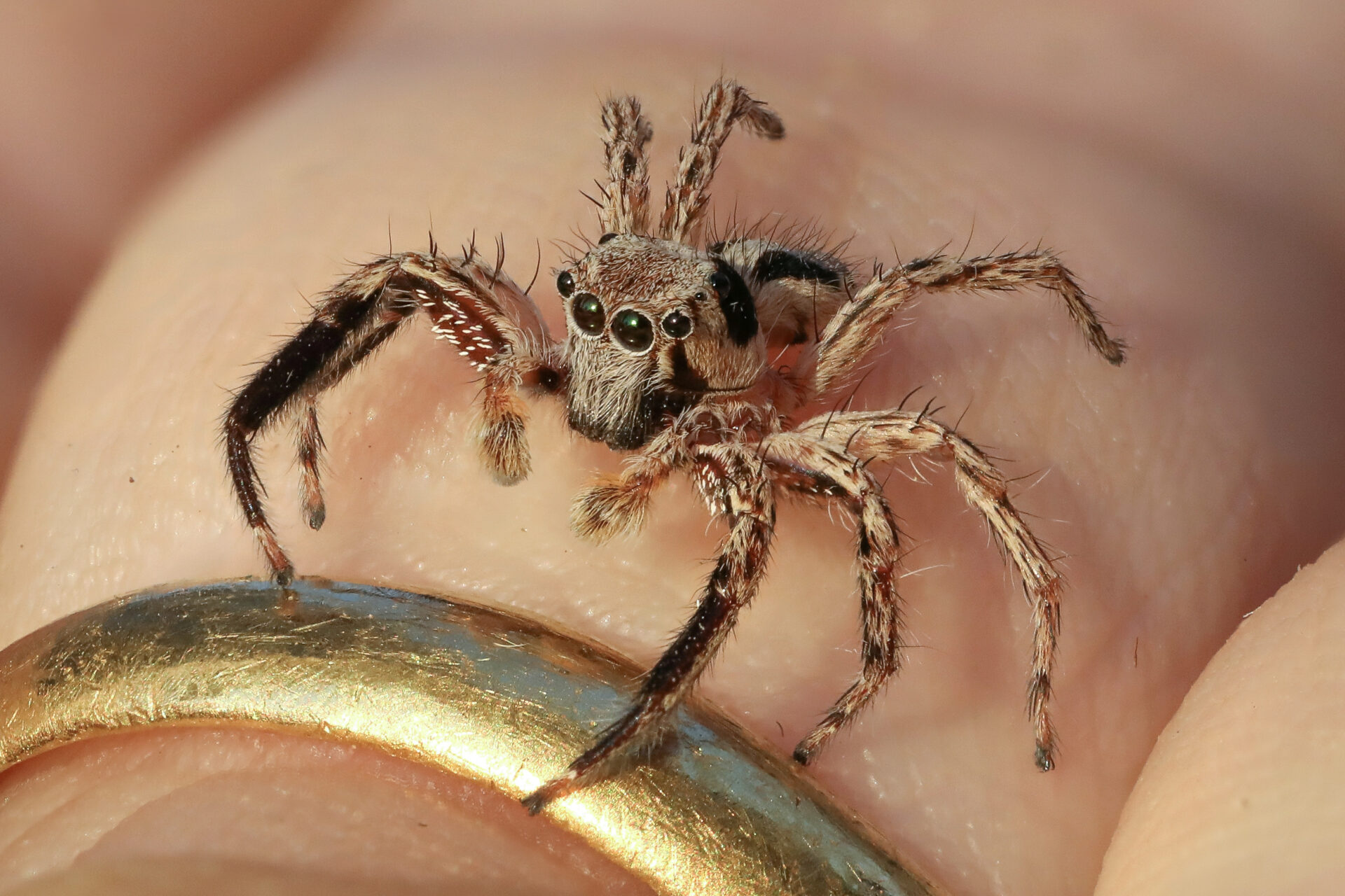 A jumping spider perched on the tip of a human finger. Its body length is starkly dwarfed by the finger.