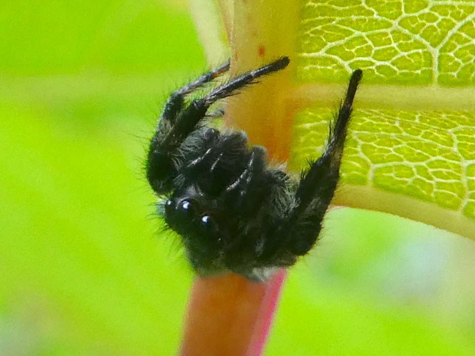 A black jumping spider stands in an alert posture, legs raised, on a green leaf.