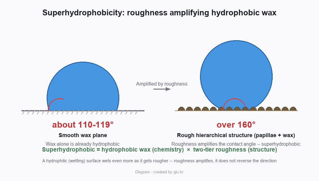 A diagram comparing a droplet's contact angle of about 110 to 119 degrees on a smooth wax surface with over 160 degrees on a rough hierarchical surface