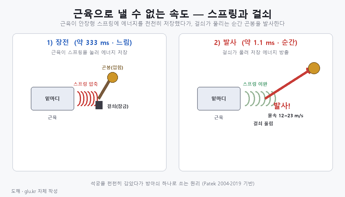 스프링-걸쇠 동력증폭 도해 — 장전과 발사 2단계