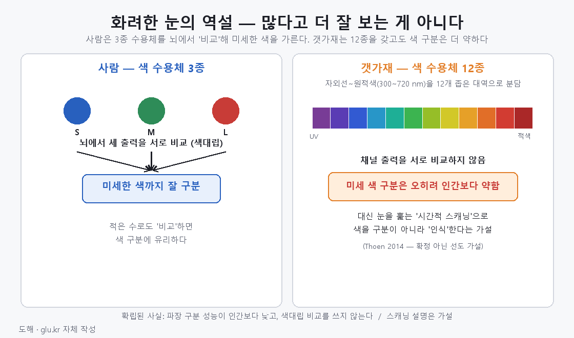 사람 3종 수용체와 갯가재 12종 수용체 색각 비교 도해