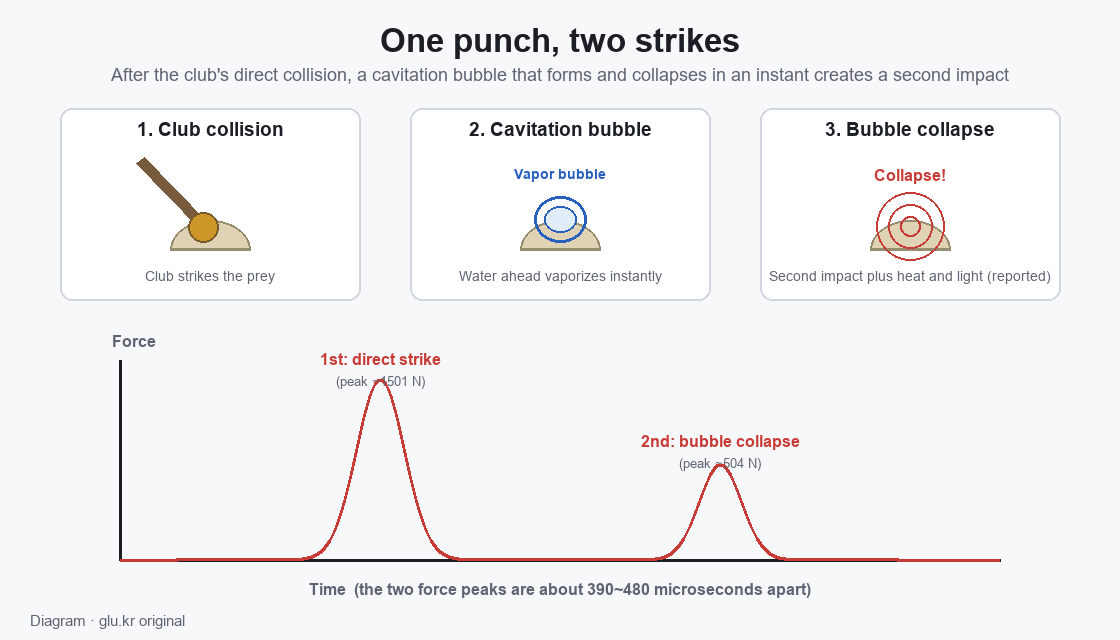 Diagram of the cavitation second strike, two peaks on a force-time curve