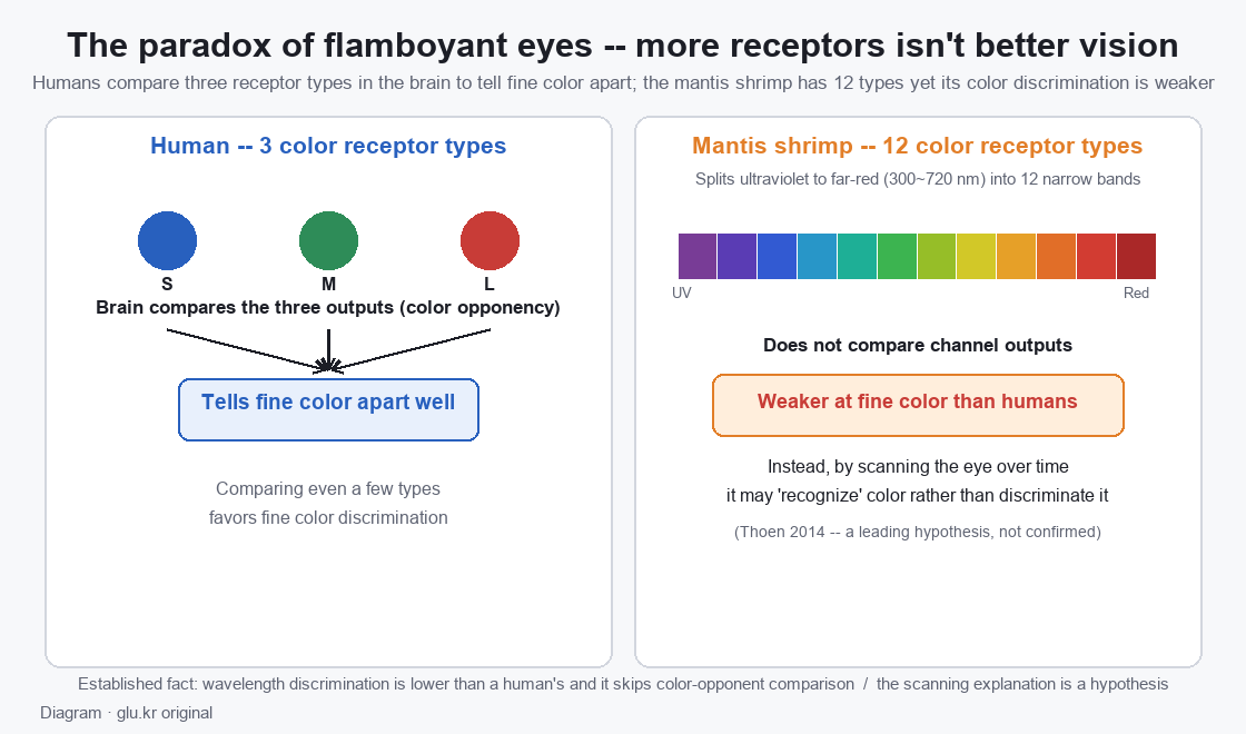 Diagram comparing human 3-receptor and mantis shrimp 12-receptor color vision