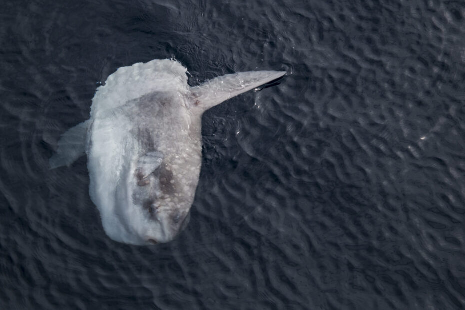 파도 위에 옆으로 누운 채 표층에 떠 있는 개복치(Mola mola)