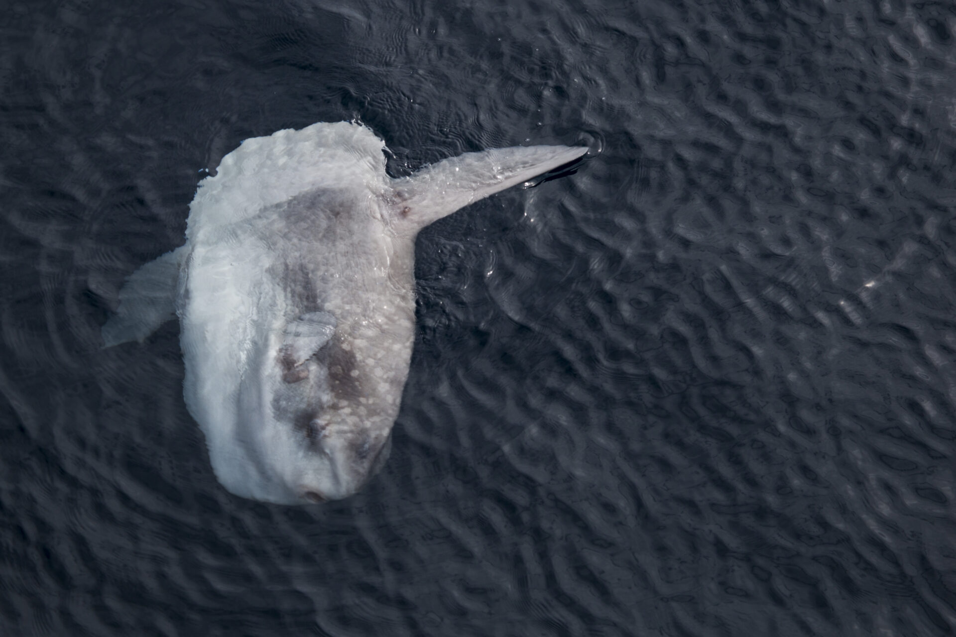 Ocean sunfish (Mola mola) floating at the surface, lying on its side on the waves
