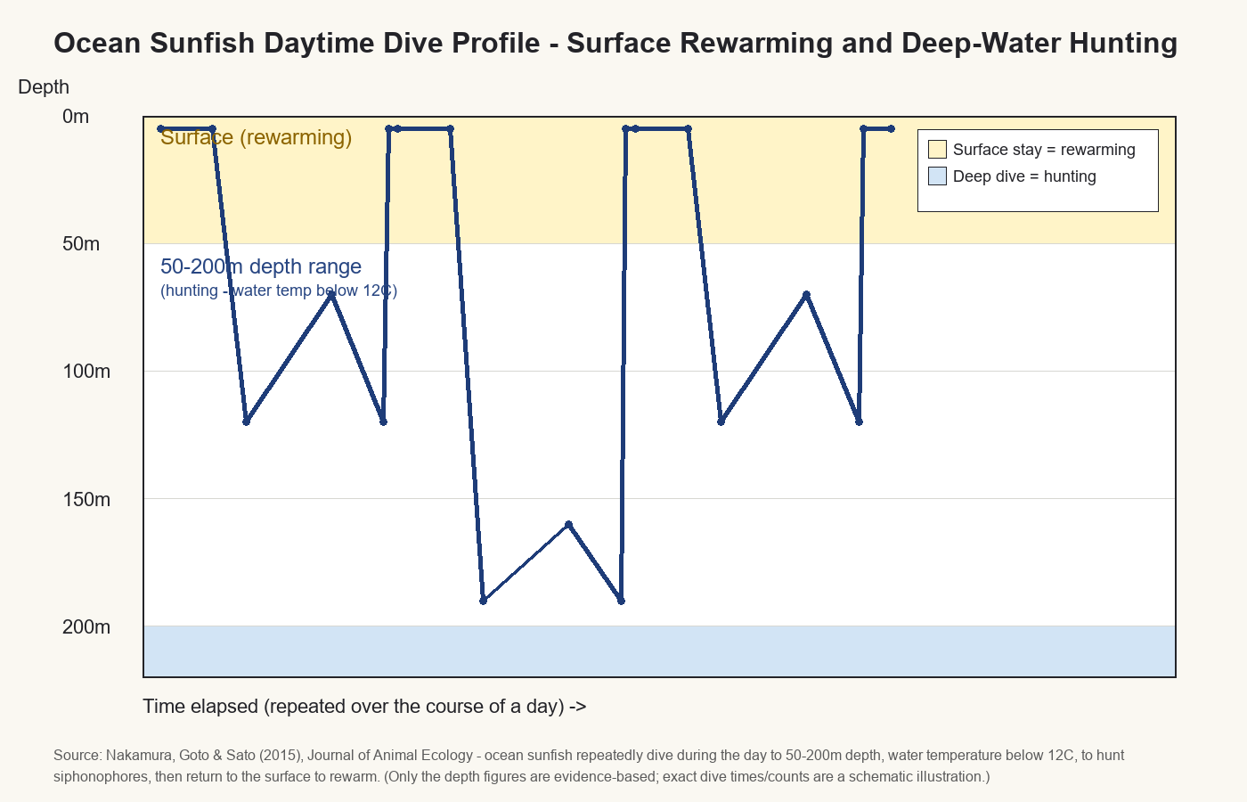 Conceptual diagram of the ocean sunfish's daily dive profile -- a depth-vs-time graph alternating between surface rewarming and deep-water hunting dives