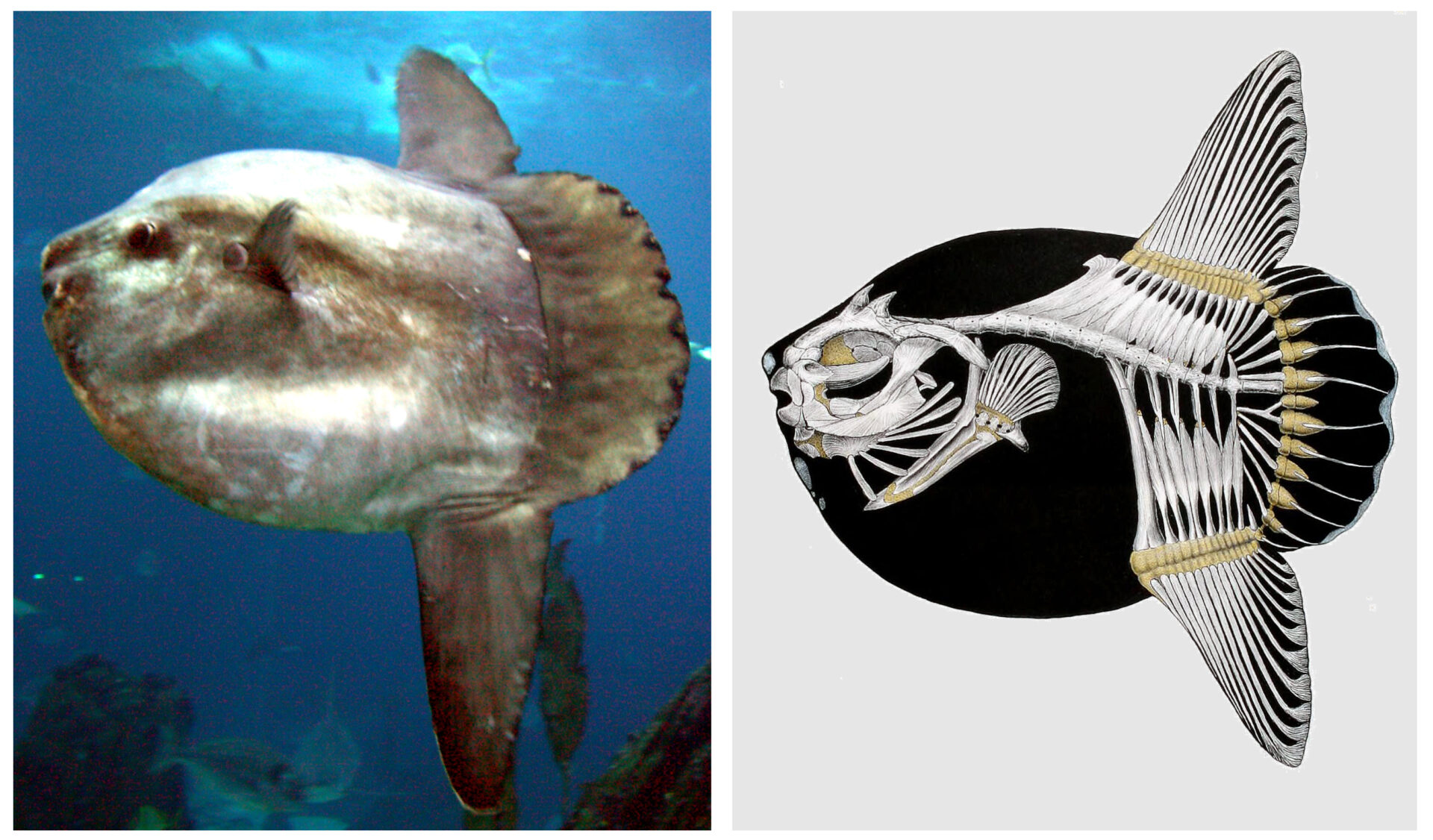 Photo and skeletal diagram comparison of the ocean sunfish -- the pseudo-tail (clavus) formed by the fused dorsal and anal fins