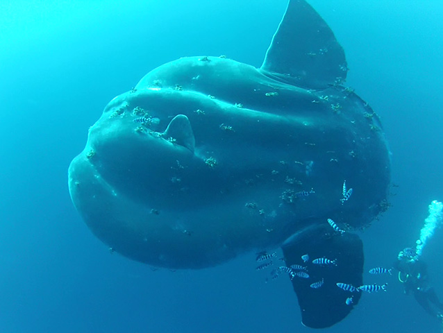 The closely related southern sunfish (Mola alexandrini), which has bumps on the head and jaw