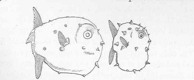 Illustration of an early-stage ocean sunfish larva, roughly 18-22 millimeters long