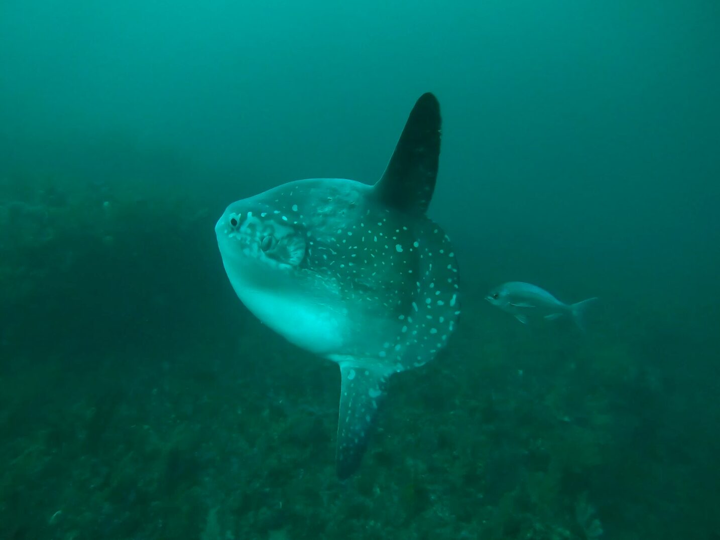 A small fish swimming alongside an ocean sunfish
