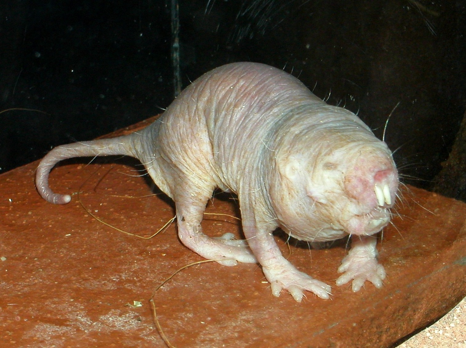 Full-body photo of a hairless, pink naked mole-rat