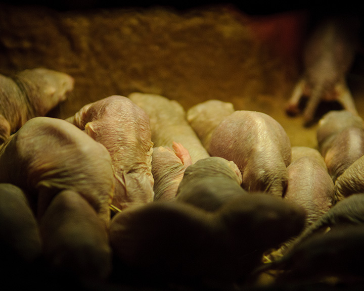 Photo of a colony of naked mole-rats huddled together