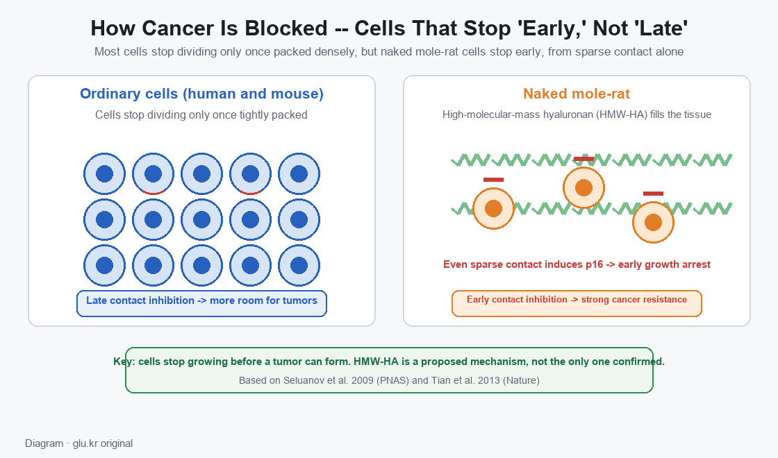Diagram comparing early contact inhibition in ordinary cells and naked mole-rat cells