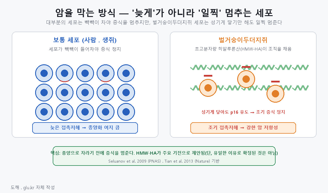 Diagram comparing early contact inhibition in ordinary cells and naked mole-rat cells