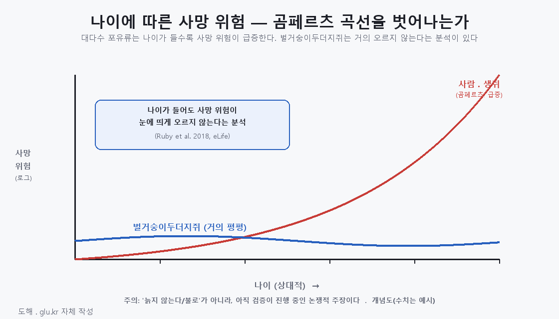 Diagram of death-risk curves with age comparing Gompertz and the naked mole-rat