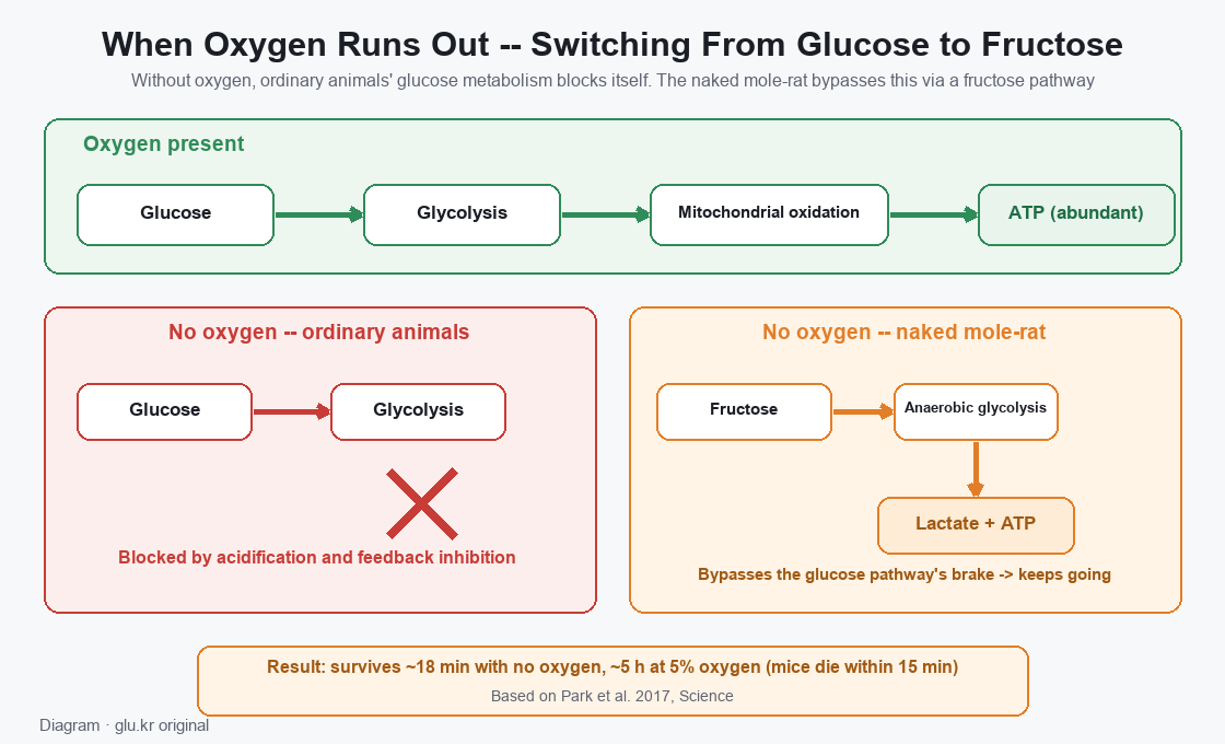 Flow diagram of the switch to fructose metabolism when oxygen is absent