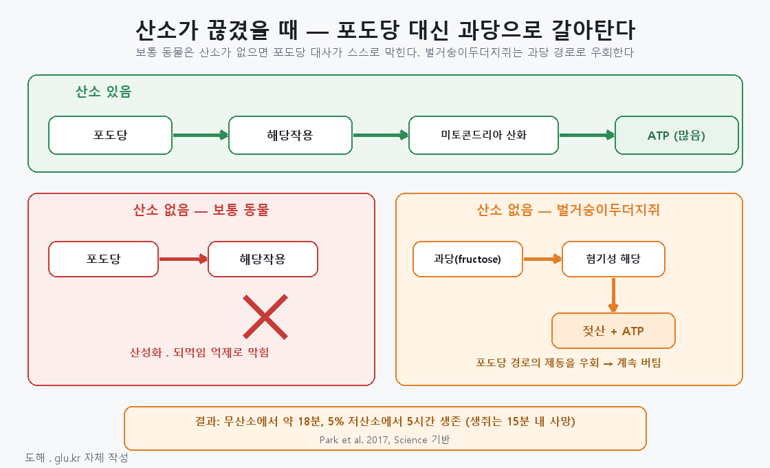 Flow diagram of the switch to fructose metabolism when oxygen is absent