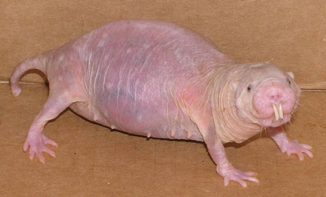 Side-profile photo showing a naked mole-rat's incisors protruding outside the lips