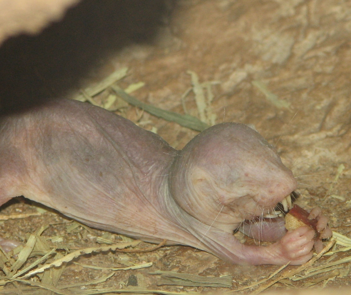 Photo of a naked mole-rat holding food in its forepaws