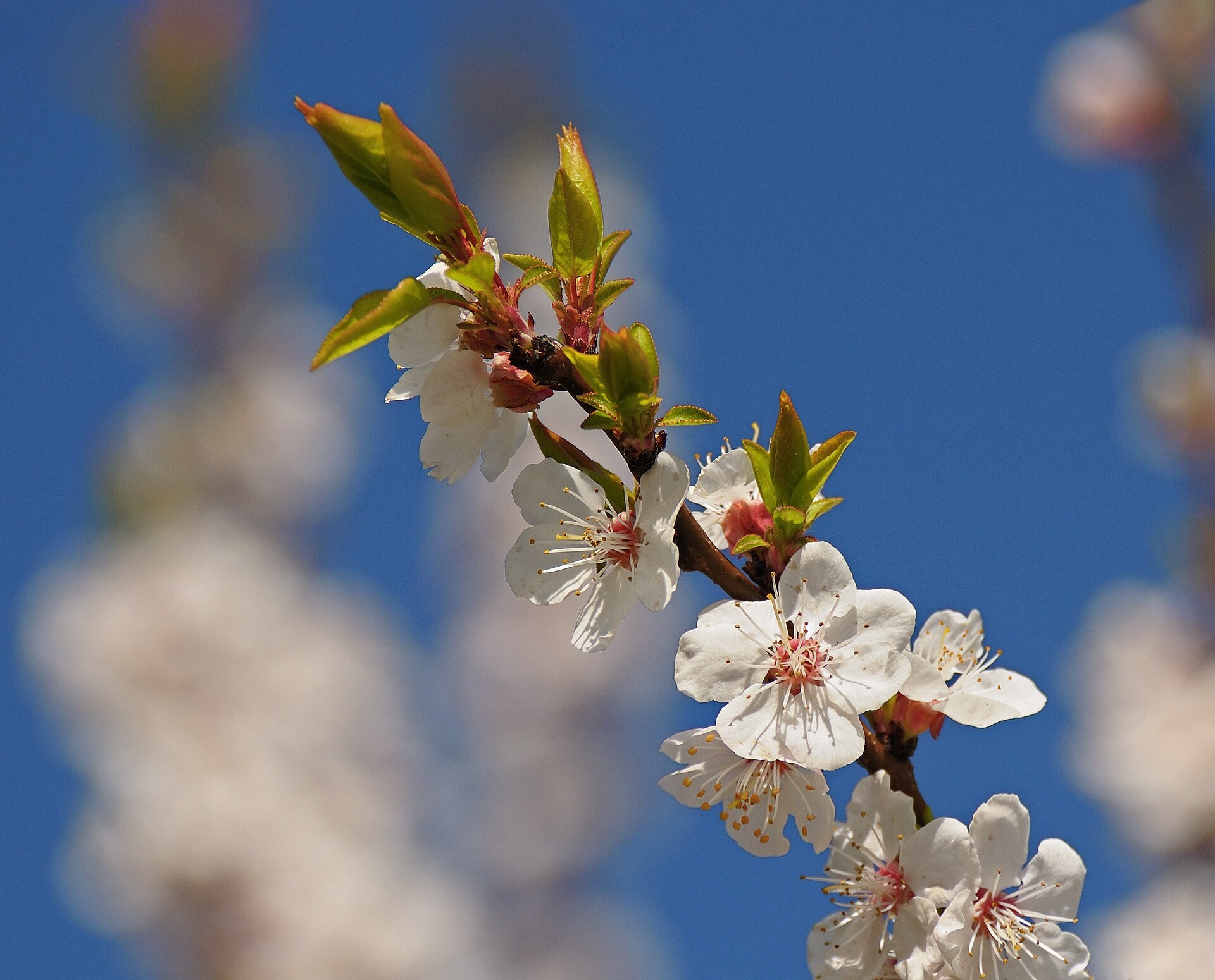Apricot blossoms densely set along a branch