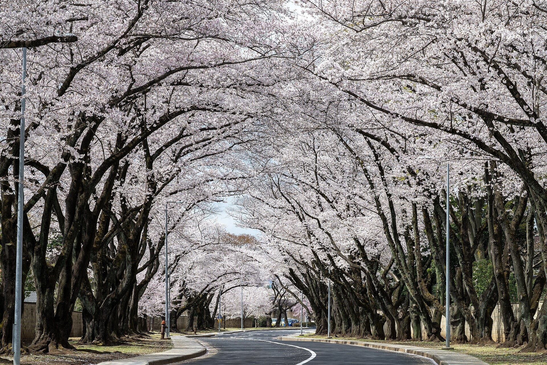 A cherry-tree avenue in full bloom forming a tunnel