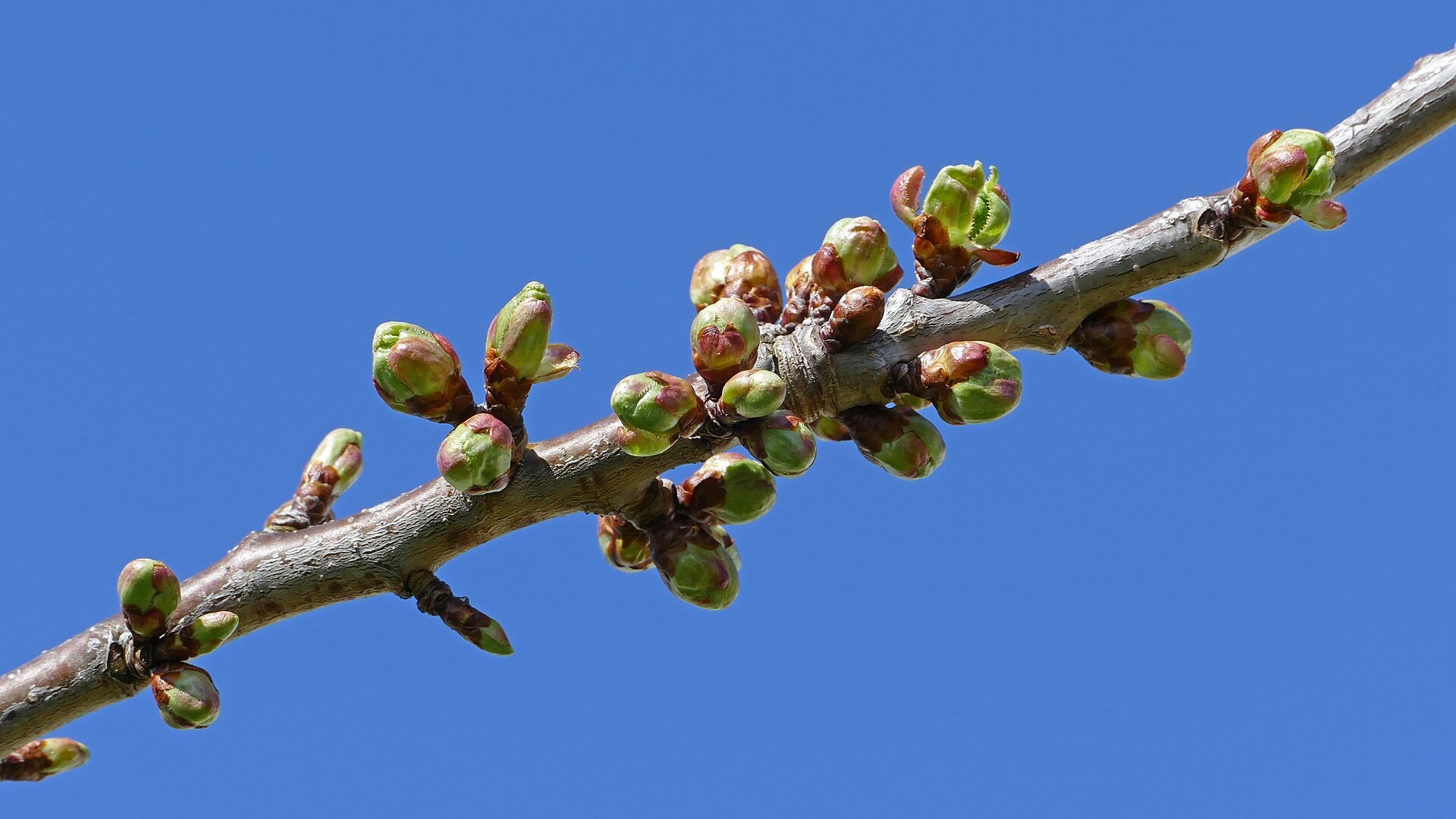 Cherry flower buds swelling ahead of spring