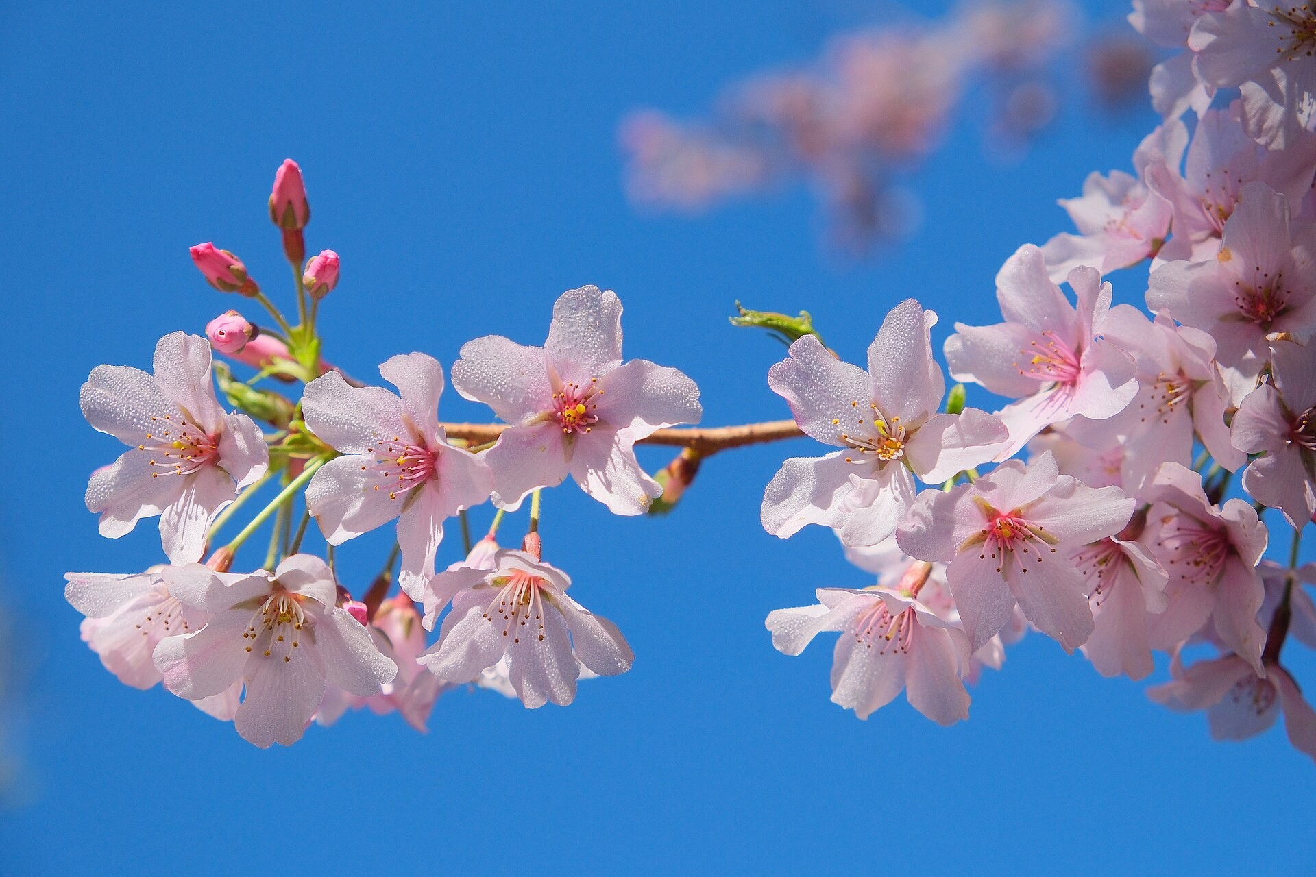A cluster of cherry blossoms hanging on long flower stalks against a blue sky